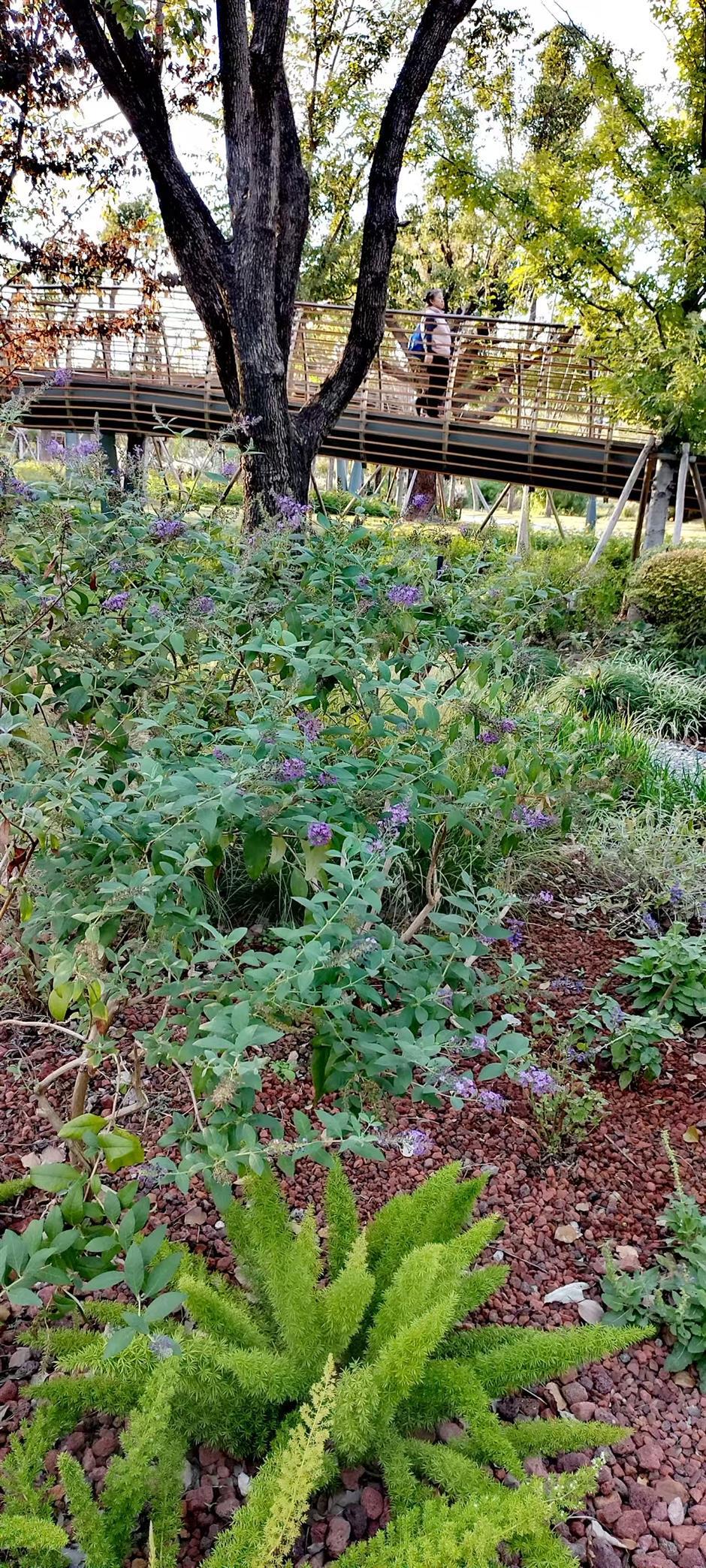 Plant Diversity! Discovering the Idyllic Side of Our Urban Heartland