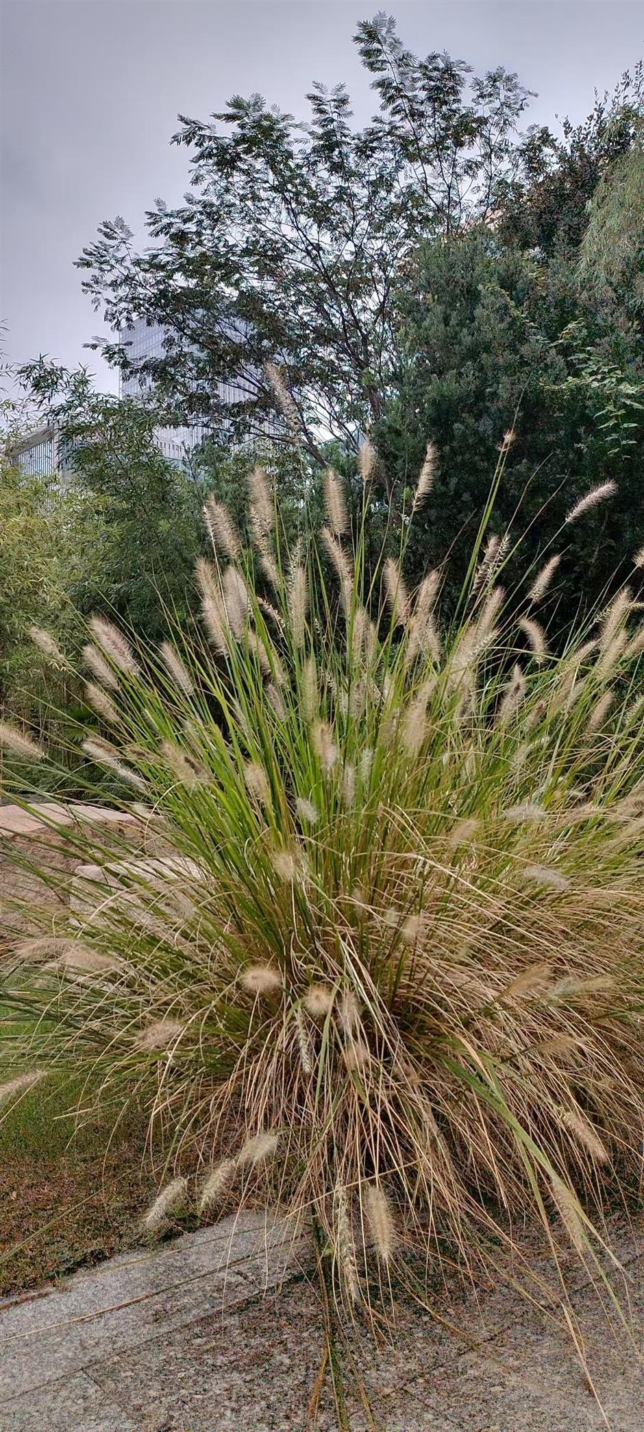 Plant Diversity! Discovering the Idyllic Side of Our Urban Heartland