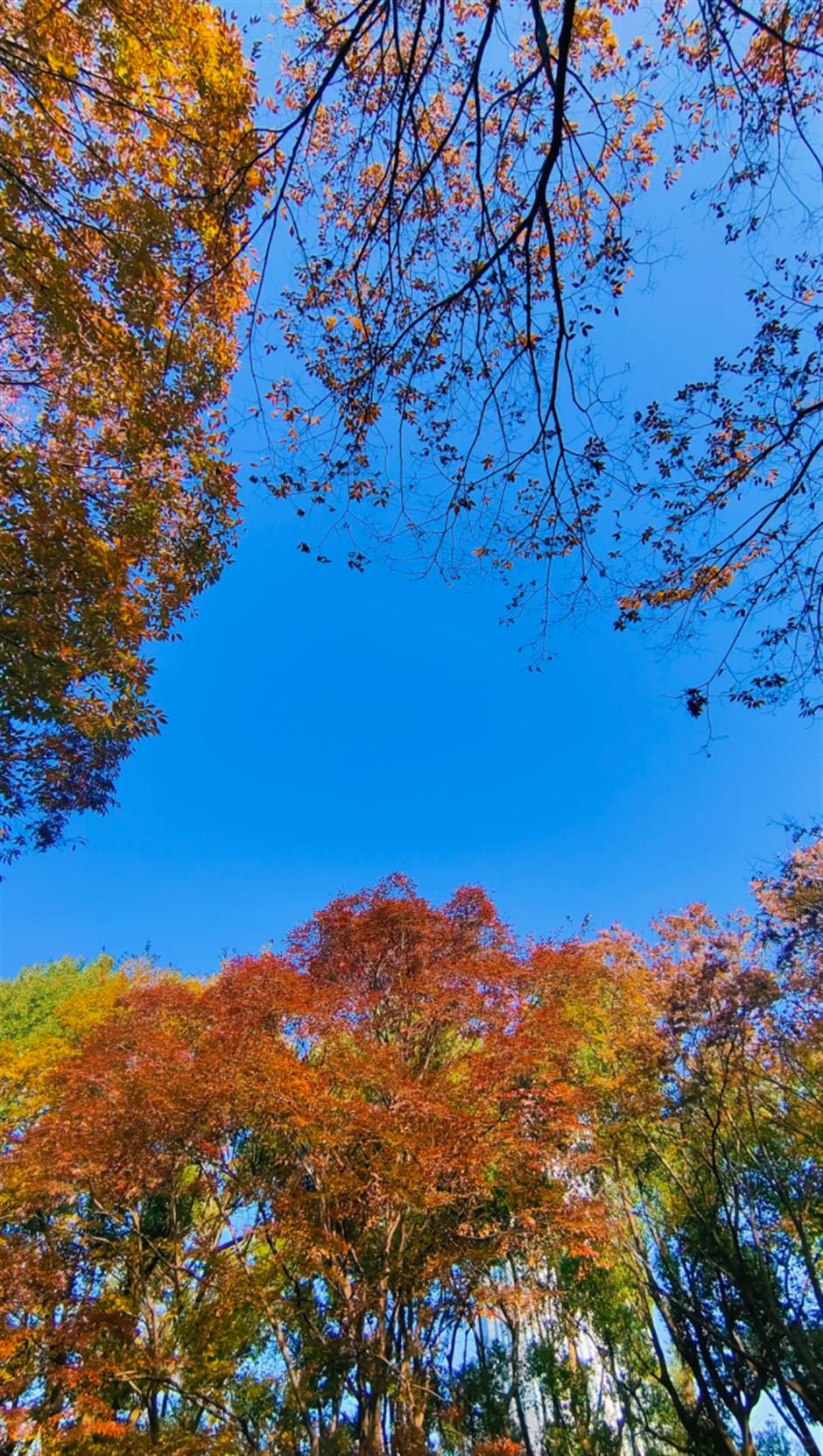 秋葉紅了,烏桕黃了!來上海市中心這個公園免費賞秋→