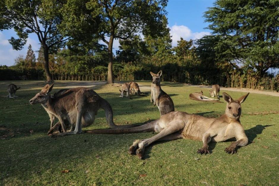 30周年园庆!上海野生动物园0元游攻略