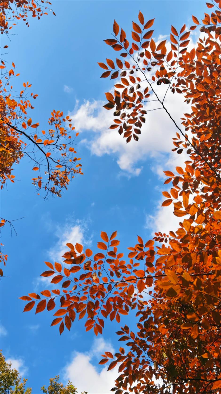 秋葉紅了,烏桕黃了!來上海市中心這個公園免費賞秋→