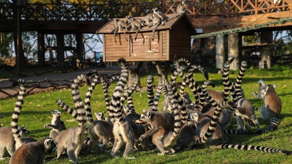 30周年园庆!上海野生动物园0元游攻略