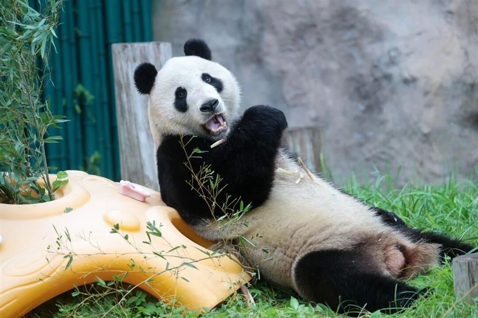 30周年园庆!上海野生动物园0元游攻略