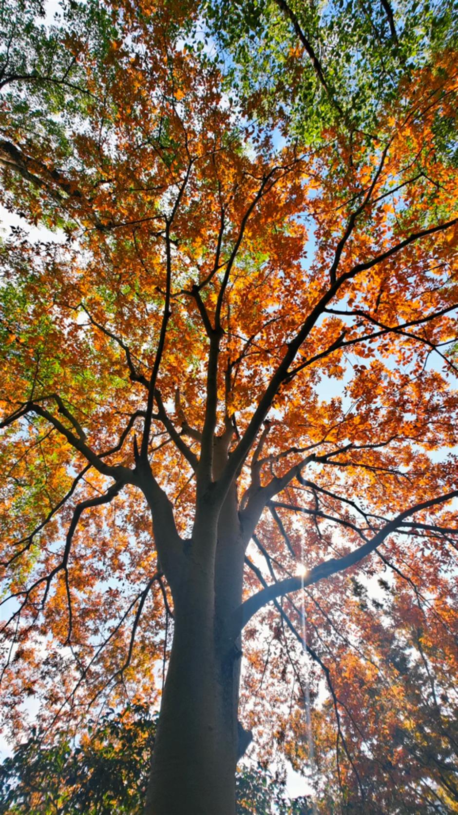 秋葉紅了,烏桕黃了!來上海市中心這個公園免費賞秋→