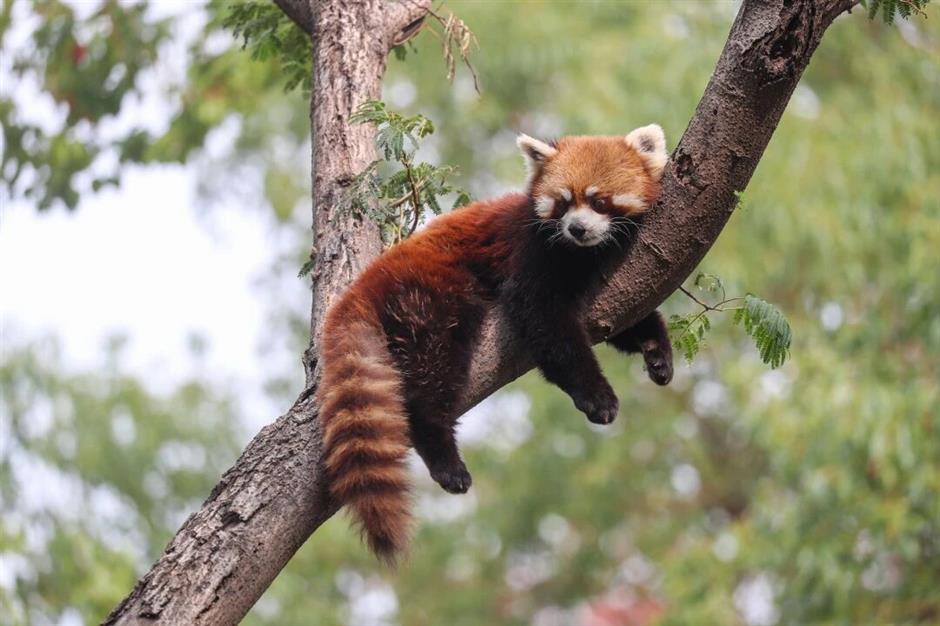 30周年园庆!上海野生动物园0元游攻略