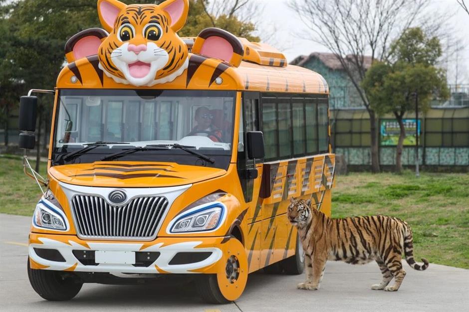 30周年园庆!上海野生动物园0元游攻略