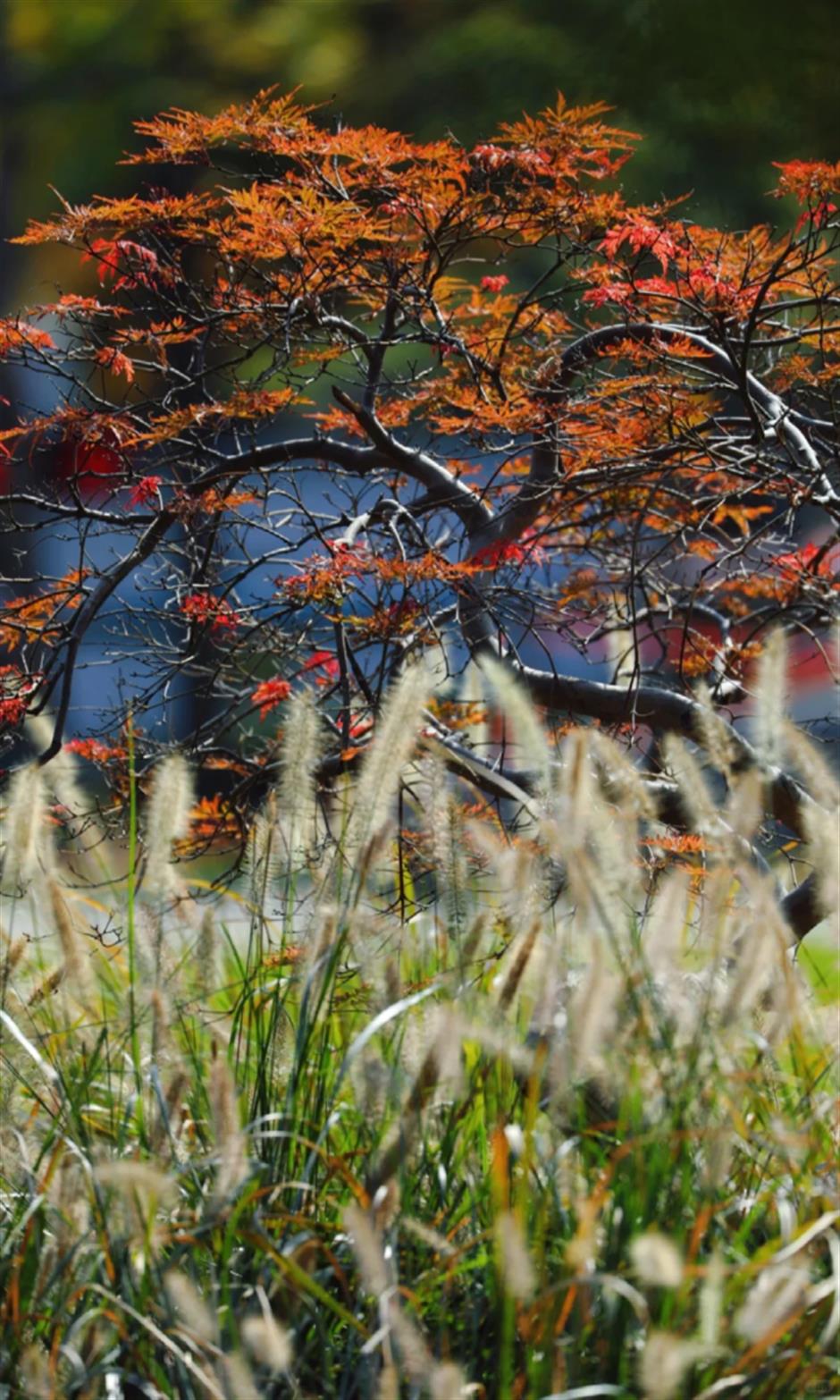 秋葉紅了,烏桕黃了!來上海市中心這個公園免費賞秋→