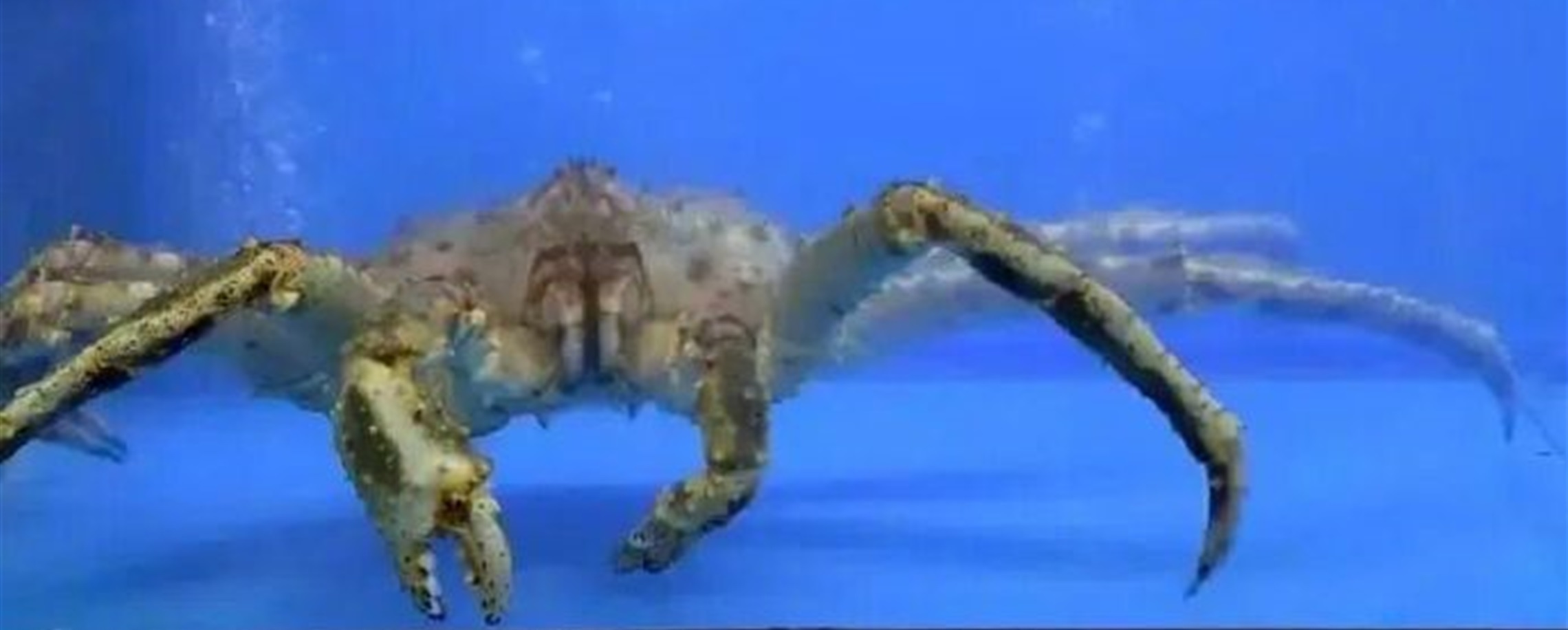 Nanjing University Canteen Stirs Debate Over US$140 King Crab on Menu