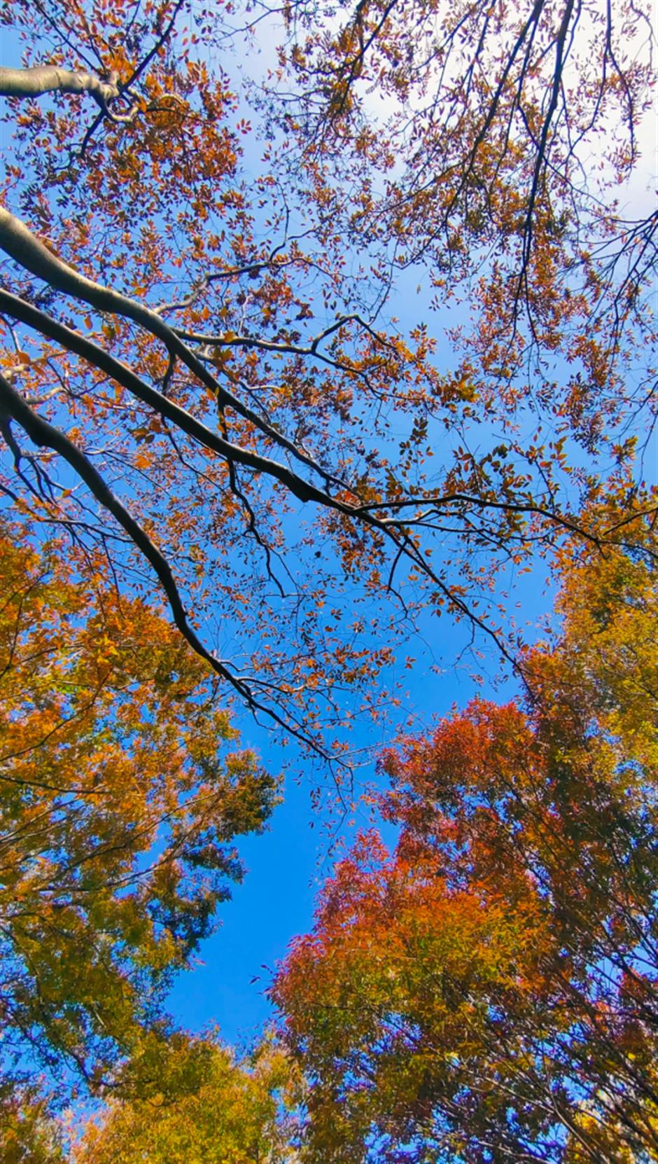 秋葉紅了,烏桕黃了!來上海市中心這個公園免費賞秋→