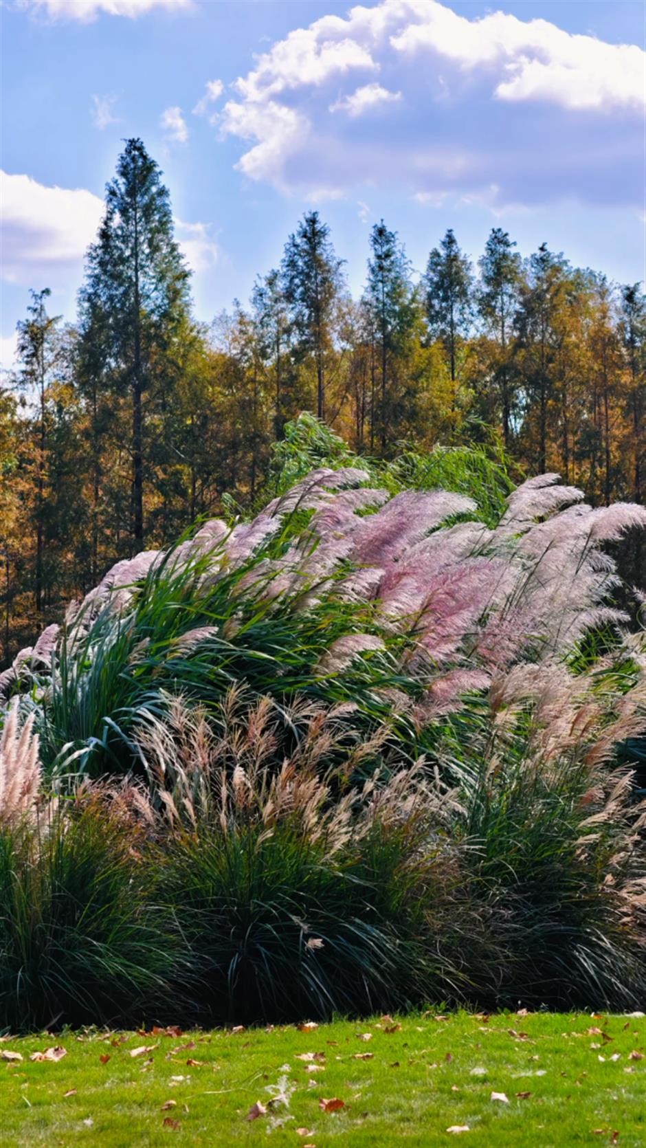 秋葉紅了,烏桕黃了!來上海市中心這個公園免費賞秋→