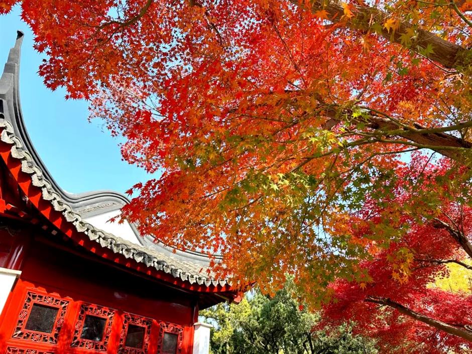 上海赏秋天花板,这波期待值拉满!