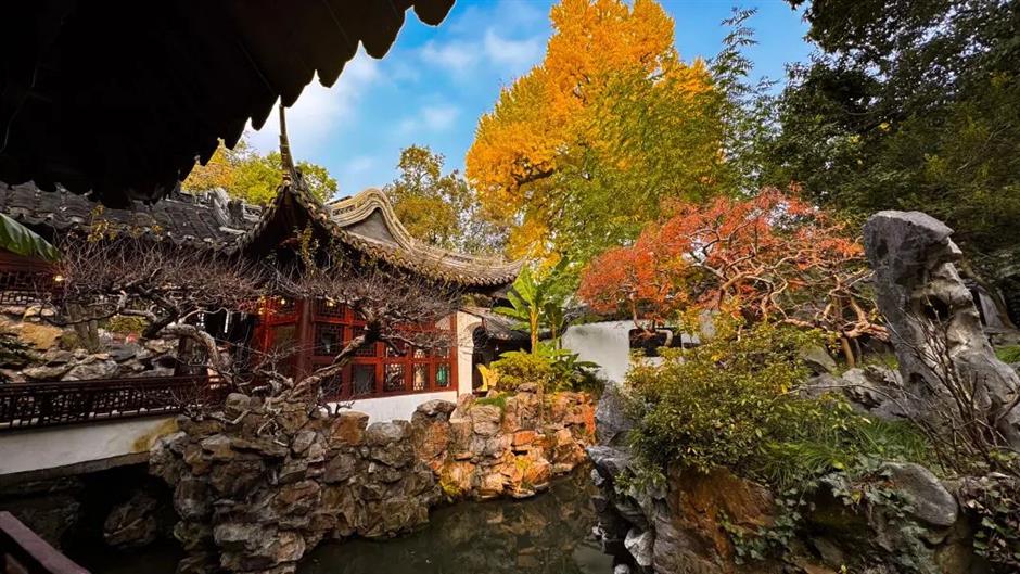 上海赏秋天花板,这波期待值拉满!