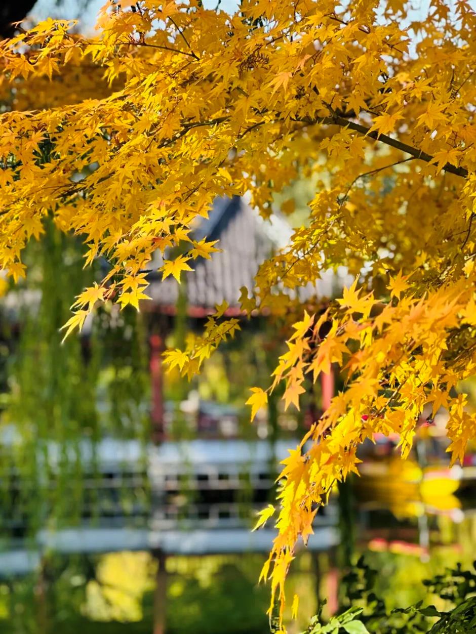 上海赏秋天花板,这波期待值拉满!