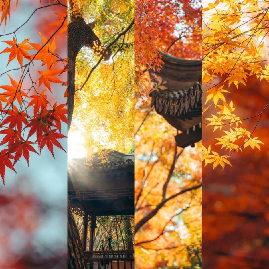 上海赏秋天花板,这波期待值拉满!