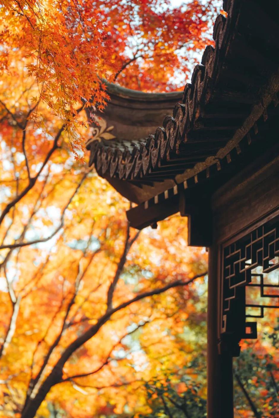 上海赏秋天花板,这波期待值拉满!