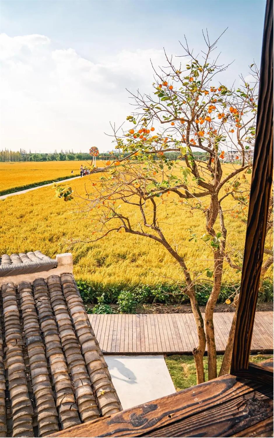 藏不住了!上海这几处