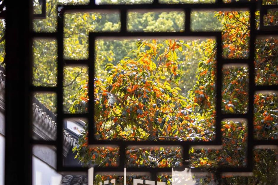 上海赏秋天花板,这波期待值拉满!