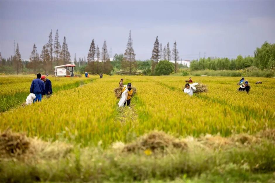 藏不住了!上海这几处