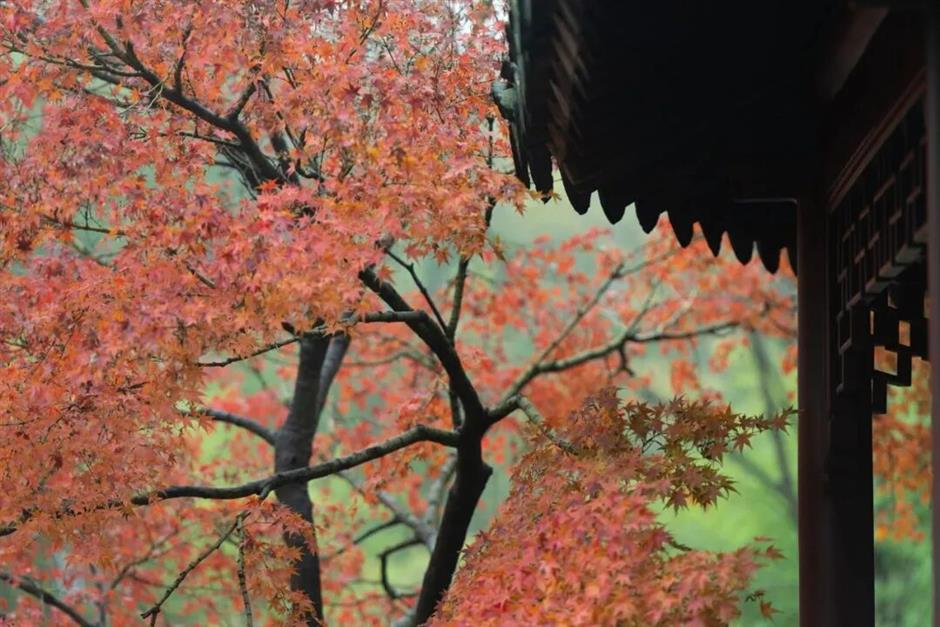 上海赏秋天花板,这波期待值拉满!