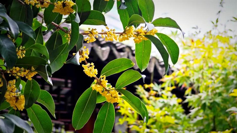 上海赏秋天花板,这波期待值拉满!