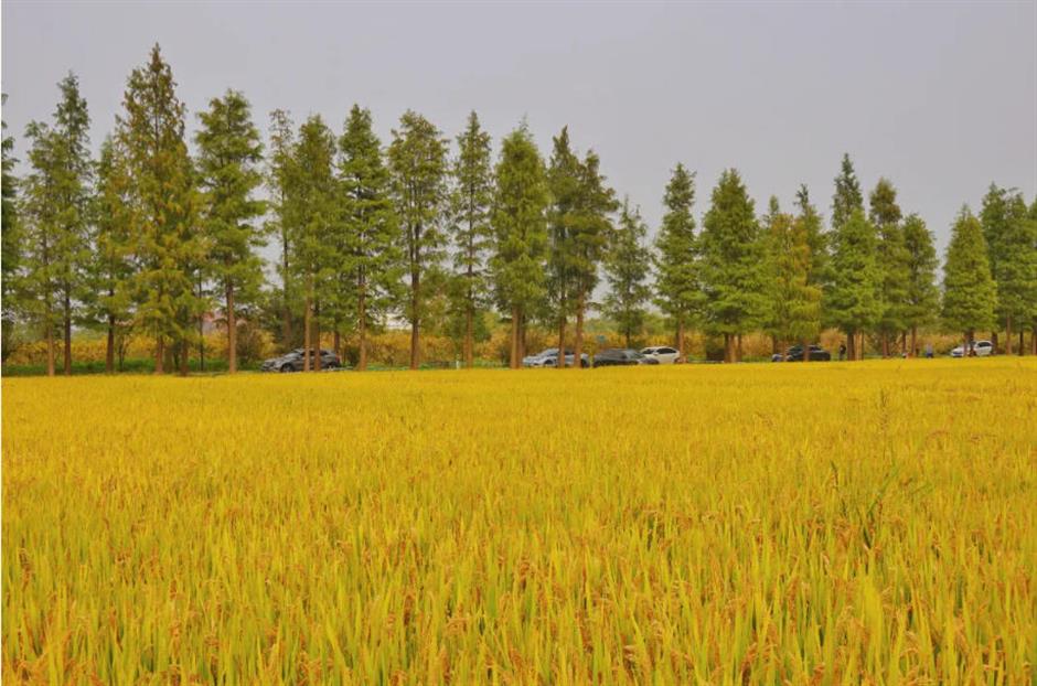 藏不住了!上海这几处