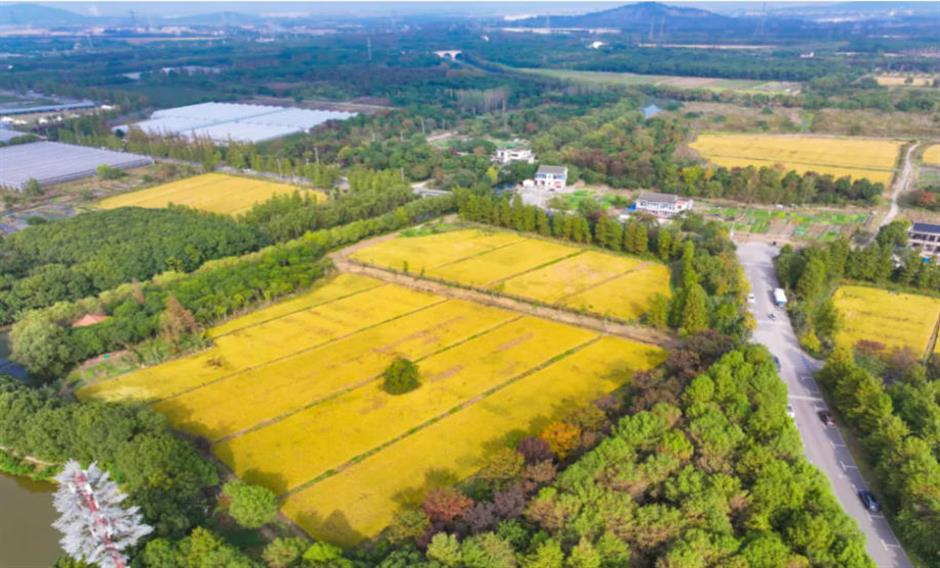 藏不住了!上海这几处