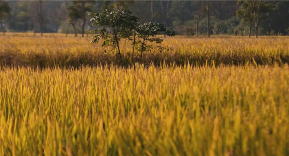 藏不住了!上海这几处