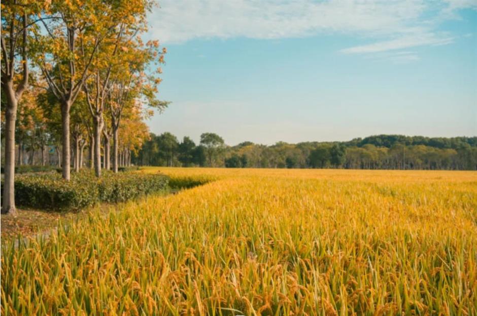 藏不住了!上海这几处