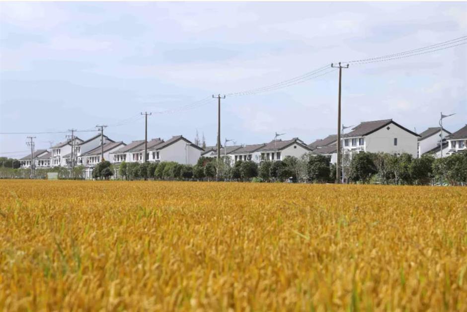 藏不住了!上海这几处