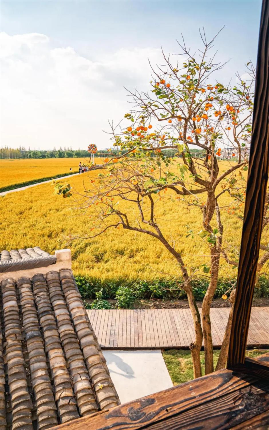 藏不住了!上海这几处