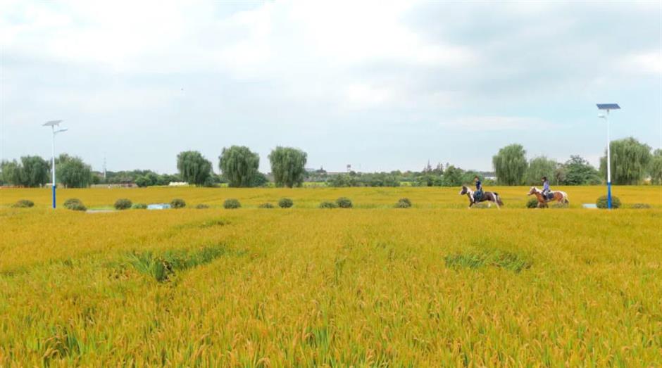 藏不住了!上海这几处