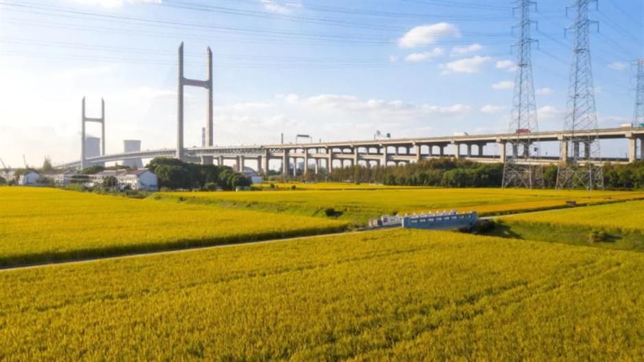 藏不住了!上海这几处