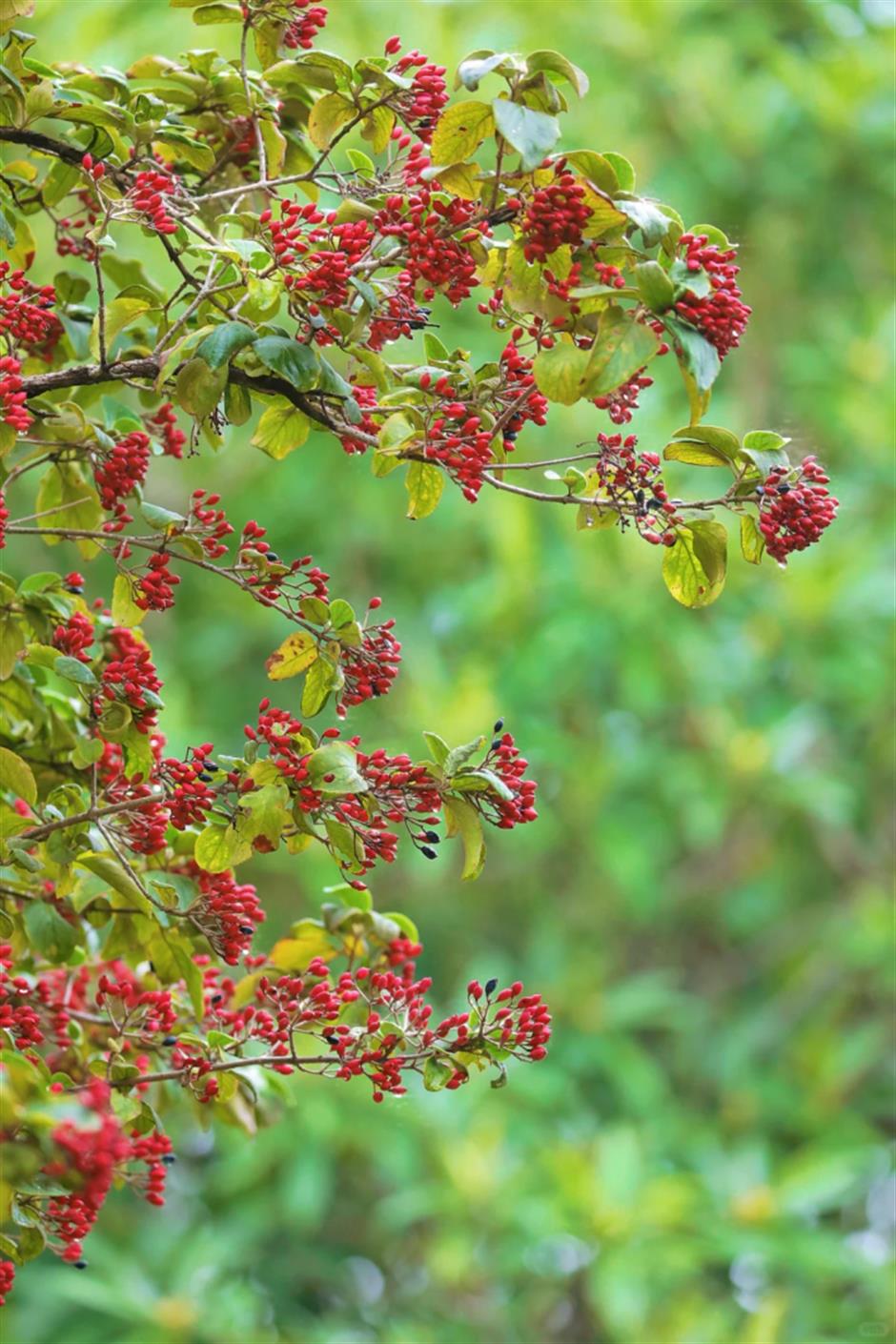 百米梧桐叠金,首波银杏泛黄!上海市中心免费秋日浪漫请查收