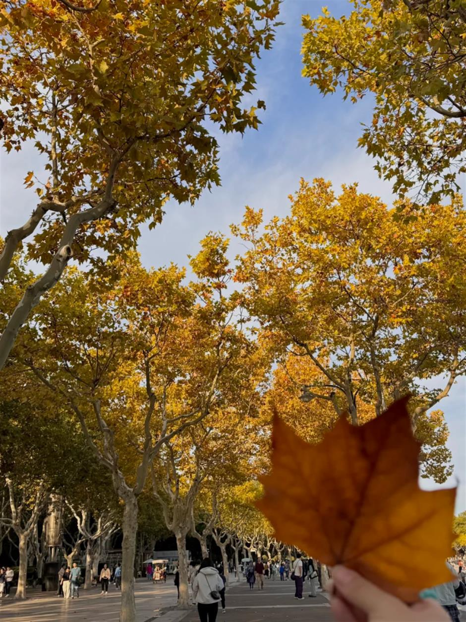 百米梧桐叠金,首波银杏泛黄!上海市中心免费秋日浪漫请查收