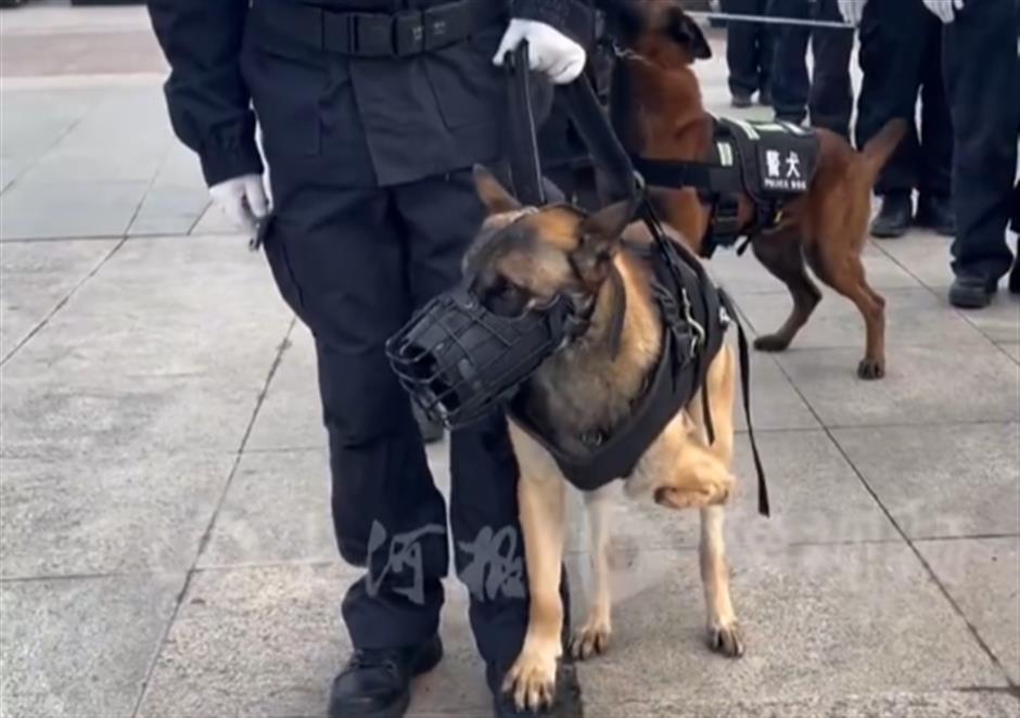Three-Legged Police Dog and His Trainer Rewrite Fate Together