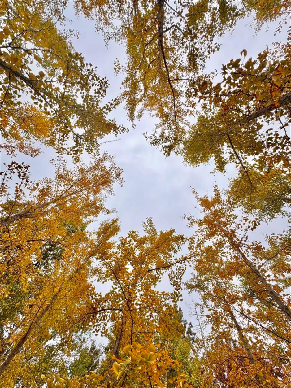 百米梧桐叠金,首波银杏泛黄!上海市中心免费秋日浪漫请查收