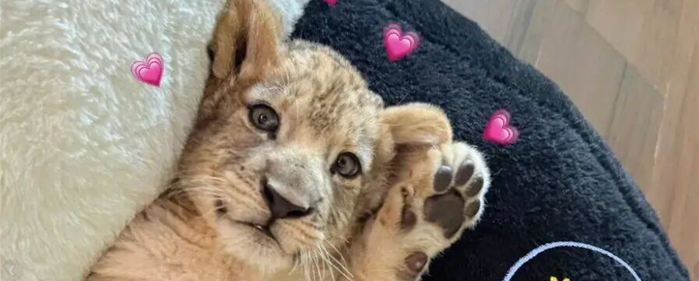 'Wake Up With a Lion Cub?' Chinese Hotel Suspends Service
