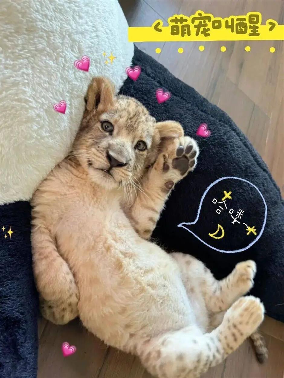 'Wake Up With a Lion Cub?' Chinese Hotel Suspends Service