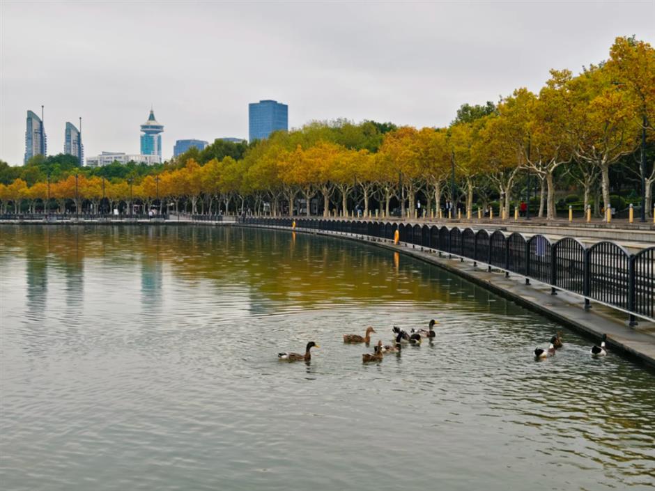 百米梧桐叠金,首波银杏泛黄!上海市中心免费秋日浪漫请查收