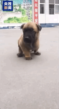 Three-Legged Police Dog and His Trainer Rewrite Fate Together