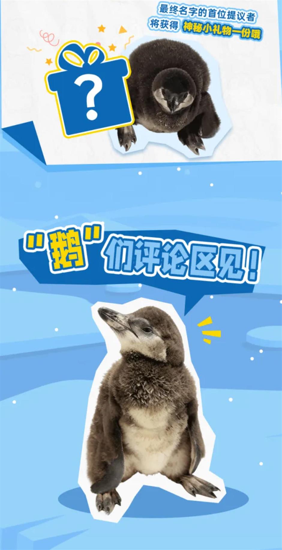 生了!生了!长风海洋世界有喜了!