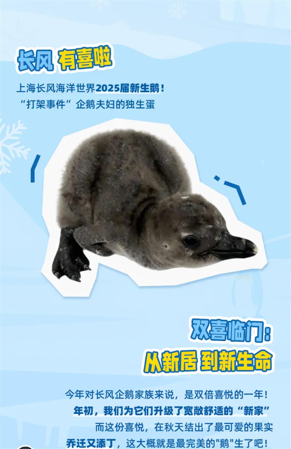 生了!生了!长风海洋世界有喜了!