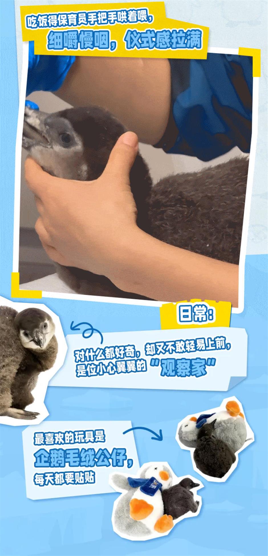 生了!生了!长风海洋世界有喜了!