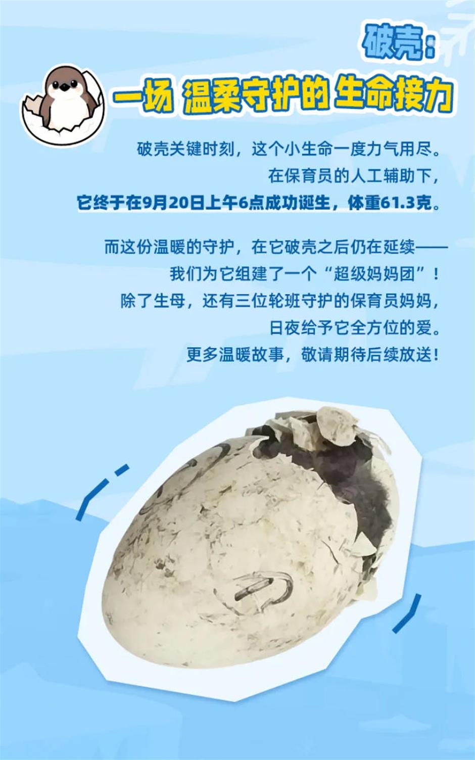 生了!生了!长风海洋世界有喜了!