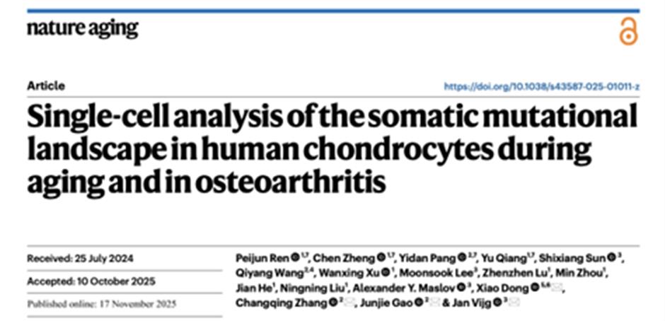 [China Tech] Shanghai Bone Doctors Find Cause of Osteoarthritis