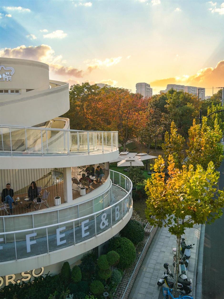 红了!上海枫叶已变色