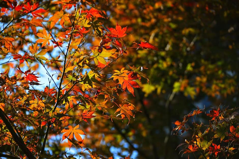 红了!上海枫叶已变色