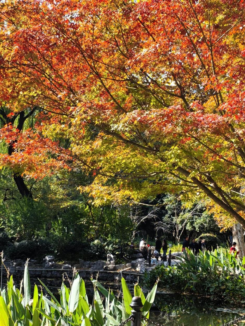 红了!上海枫叶已变色