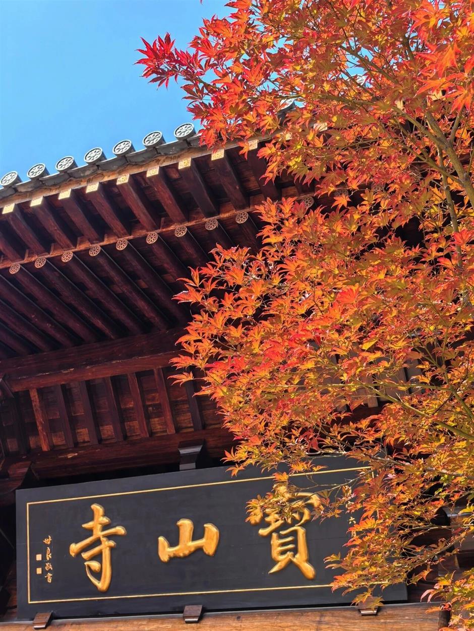 红了!上海枫叶已变色