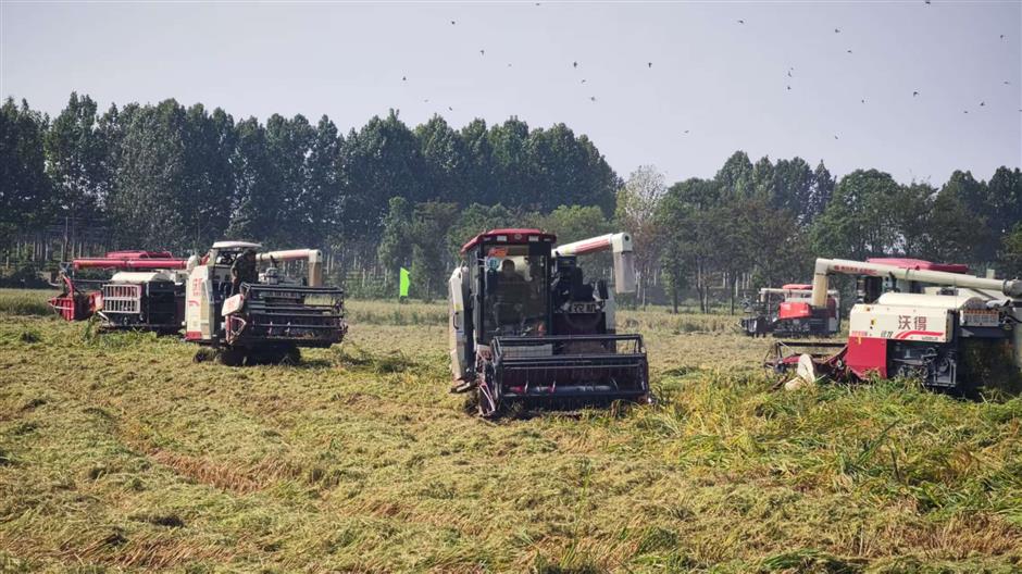 Climate Crisis in a Rice Bowl: The Quest for a Resilient Crop